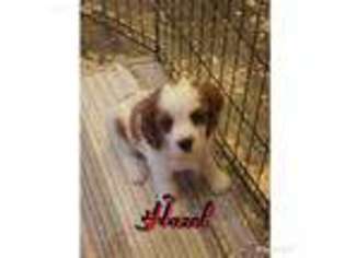 Cavalier King Charles Spaniel Puppy for sale in Alma, MI, USA