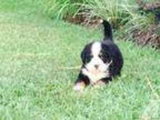Bernese Mountain Dog Puppy for sale in DUNN, NC, USA