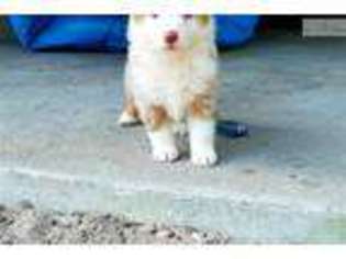 Australian Shepherd Puppy for sale in Orlando, FL, USA