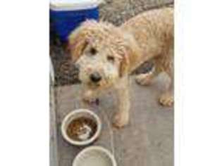 Goldendoodle Puppy for sale in Festus, MO, USA