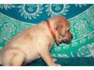 Labrador Retriever Puppy for sale in Kingwood, WV, USA