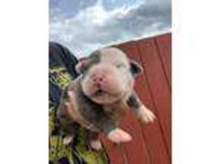 Alapaha Blue Blood Bulldog Puppy for sale in Auburn, AL, USA