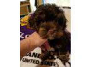 Havanese Puppy for sale in West Deptford, NJ, USA