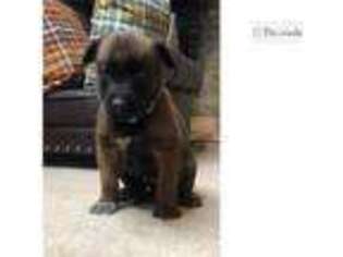 Belgian Malinois Puppy for sale in Beaumont, TX, USA