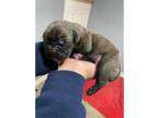 Cane Corso Puppy for sale in Des Plaines, IL, USA