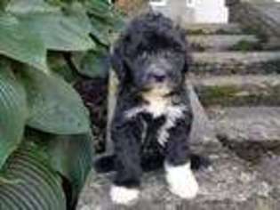 Portuguese Water Dog Puppy for sale in Paradise, PA, USA
