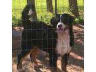 Bernese Mountain Dog Puppy for sale in Rockfield, KY, USA