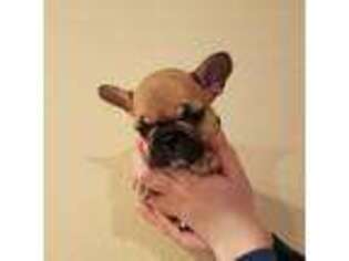 French Bulldog Puppy for sale in Ellensburg, WA, USA