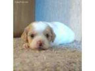 Cavalier King Charles Spaniel Puppy for sale in Nickelsville, VA, USA