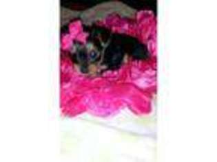 Yorkshire Terrier Puppy for sale in WALDORF, MD, USA