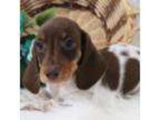 Dachshund Puppy for sale in Factoryville, PA, USA