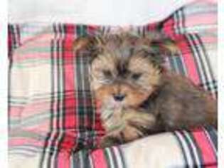 Yorkshire Terrier Puppy for sale in Ripley, WV, USA
