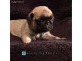 Pug Puppy for sale in Springdale, AR, USA