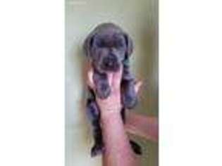 Great Dane Puppy for sale in Fort Gibson, OK, USA