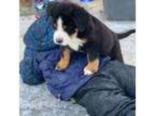 Bernese Mountain Dog Puppy for sale in Charlo, MT, USA