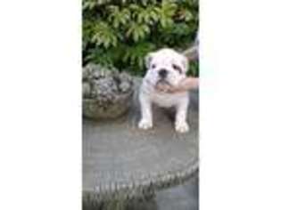 Bulldog Puppy for sale in Snellville, GA, USA