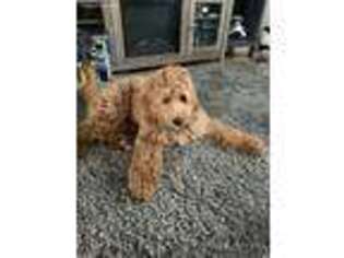 Labradoodle Puppy for sale in Clearwater, FL, USA
