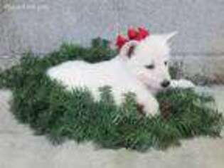 German Shepherd Dog Puppy for sale in Odon, IN, USA