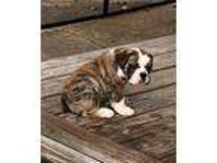 Bulldog Puppy for sale in Vandalia, IL, USA