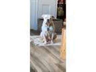 American Bulldog Puppy for sale in East Meadow, NY, USA