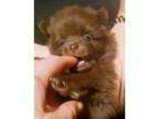 Pomeranian Puppy for sale in Pyatt, AR, USA