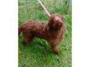 Labradoodle Puppy for sale in Hornell, NY, USA