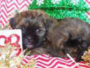 Shorkie Tzu Puppy for sale in Purdy, MO, USA