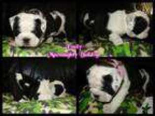 Bulldog Puppy for sale in MADISON, WI, USA