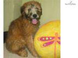 Medium Photo #1 Soft Coated Wheaten Terrier Puppy For Sale in Unknown, USA