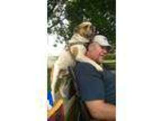 Olde English Bulldogge Puppy for sale in Arlington, TX, USA