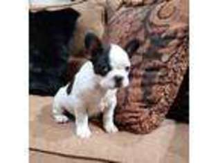 French Bulldog Puppy for sale in Nogales, AZ, USA