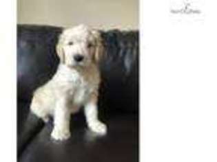 Goldendoodle Puppy for sale in Greenville, SC, USA