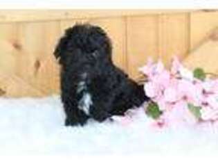 Shih-Poo Puppy for sale in Malone, NY, USA