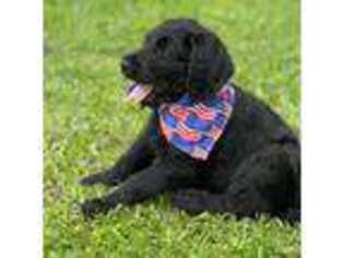 Labradoodle Puppy for sale in Suffolk, VA, USA
