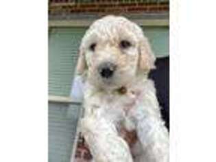 Goldendoodle Puppy for sale in Youngsville, LA, USA