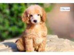 Mutt Puppy for sale in Lawton, OK, USA