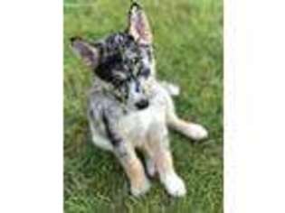 Mutt Puppy for sale in Brecksville, OH, USA