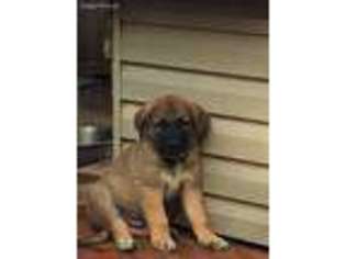 German Shepherd Dog Puppy for sale in Waverly, OH, USA