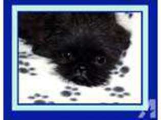 Brussels Griffon Puppy for sale in ZIMMERMAN, MN, USA