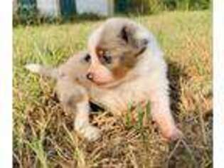 Miniature Australian Shepherd Puppy for sale in Carthage, TX, USA
