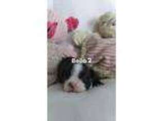 Boston Terrier Puppy for sale in Moses Lake, WA, USA