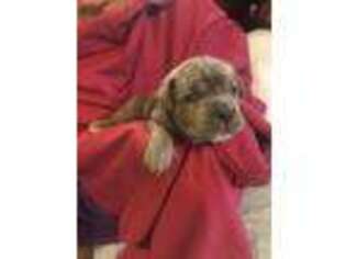 Neapolitan Mastiff Puppy for sale in Madison Heights, VA, USA