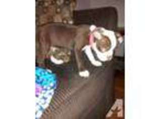 Boston Terrier Puppy for sale in SAN MARCOS, TX, USA