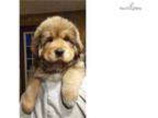 Tibetan Mastiff Puppy for sale in Lexington, KY, USA