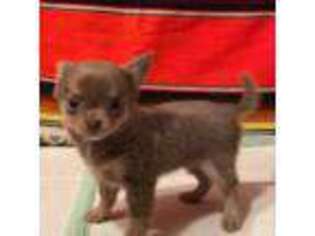 Chihuahua Puppy for sale in Denham Springs, LA, USA