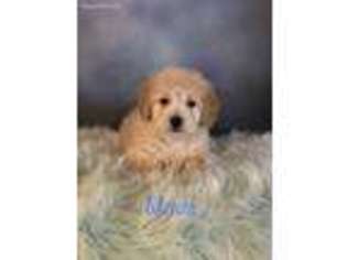 Goldendoodle Puppy for sale in Lebanon, VA, USA