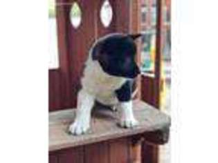 Akita Puppy for sale in Arcadia, CA, USA