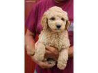 Goldendoodle Puppy for sale in Diamond, MO, USA