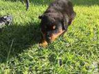 Rottweiler Puppy for sale in DOS PALOS, CA, USA