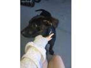 Labrador Retriever Puppy for sale in Brandon, FL, USA